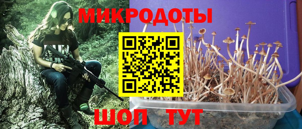 Псилоцибиновые грибы Psilocybine cubensis Томск